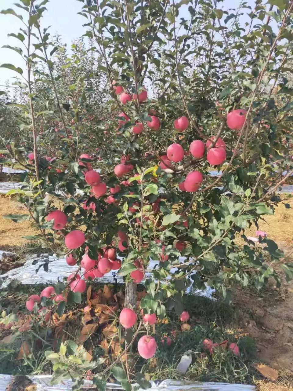 1623055304510686.jpg 1623055304510686.jpg