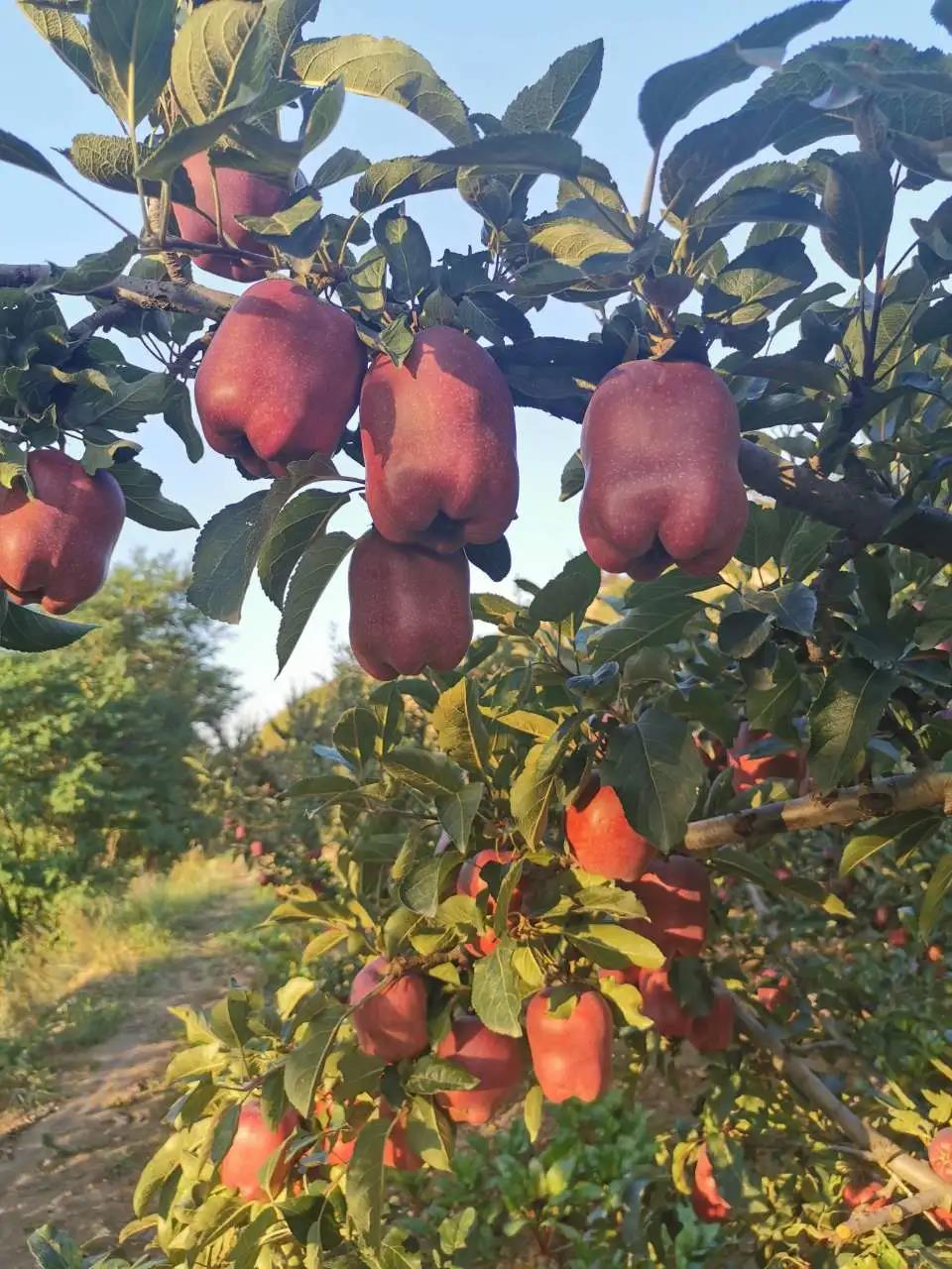 1623055479927220.jpg 1623055479927220.jpg