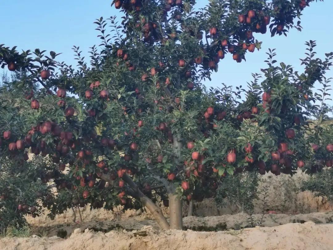 1623055641122330.jpg 1623055641122330.jpg