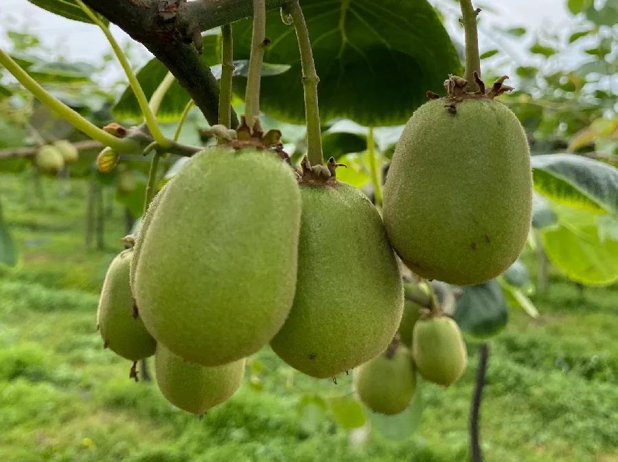 1623832782268975.jpg 1623832782268975.jpg