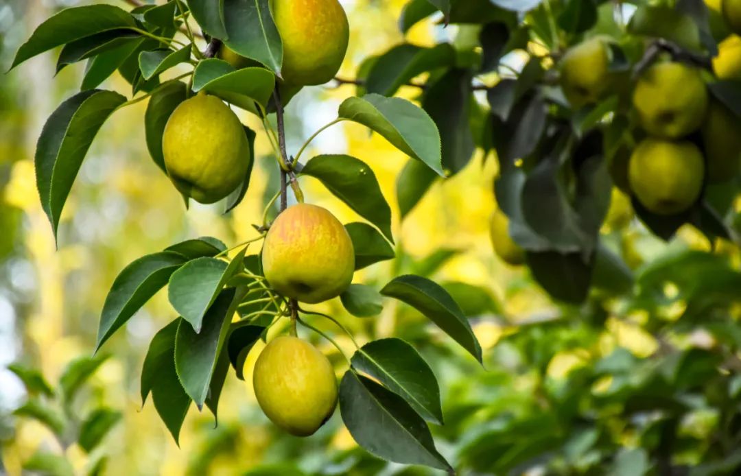 1624181856344219.jpg 3.jpg