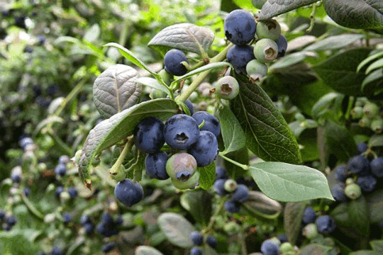 1624260214932908.png 640 (1)_结果.png