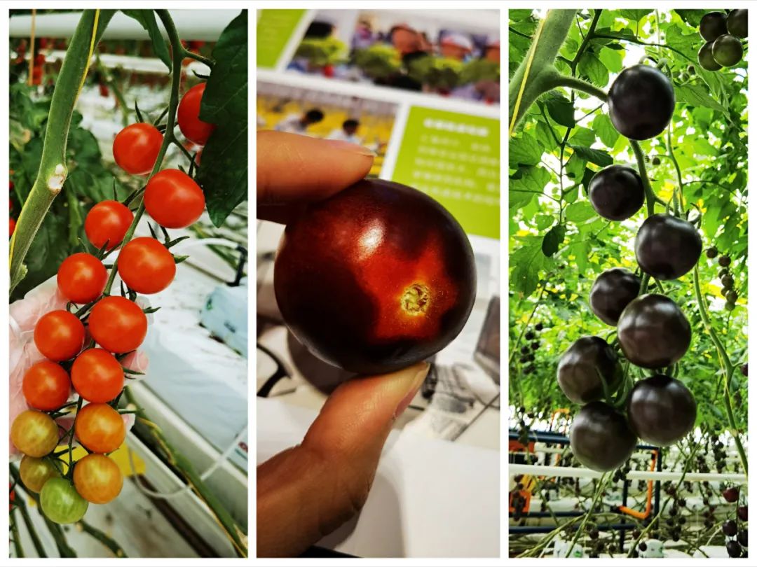 1624282586203043.jpg ia_2200000007.jpg