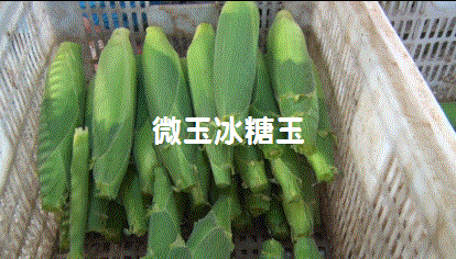 1626405806446857.gif 640 (1).gif