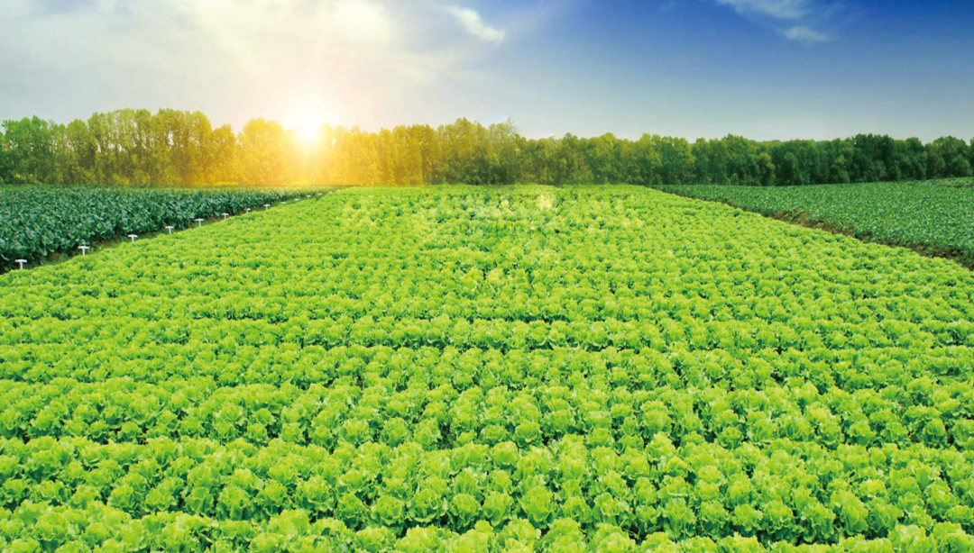 1626407624191891.png ia_300000004.png