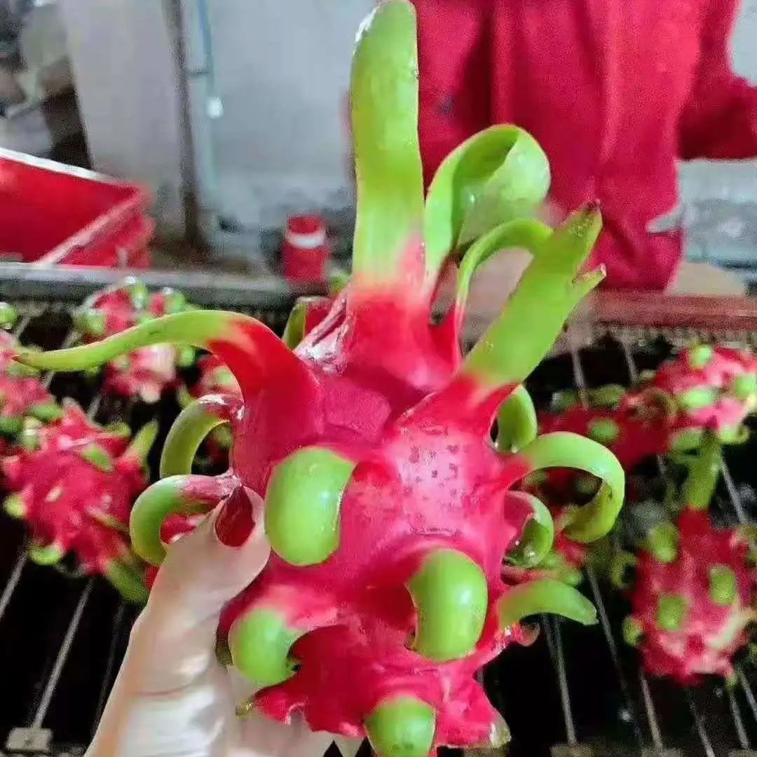 1629705113938803.jpg ia_100000001589.jpg