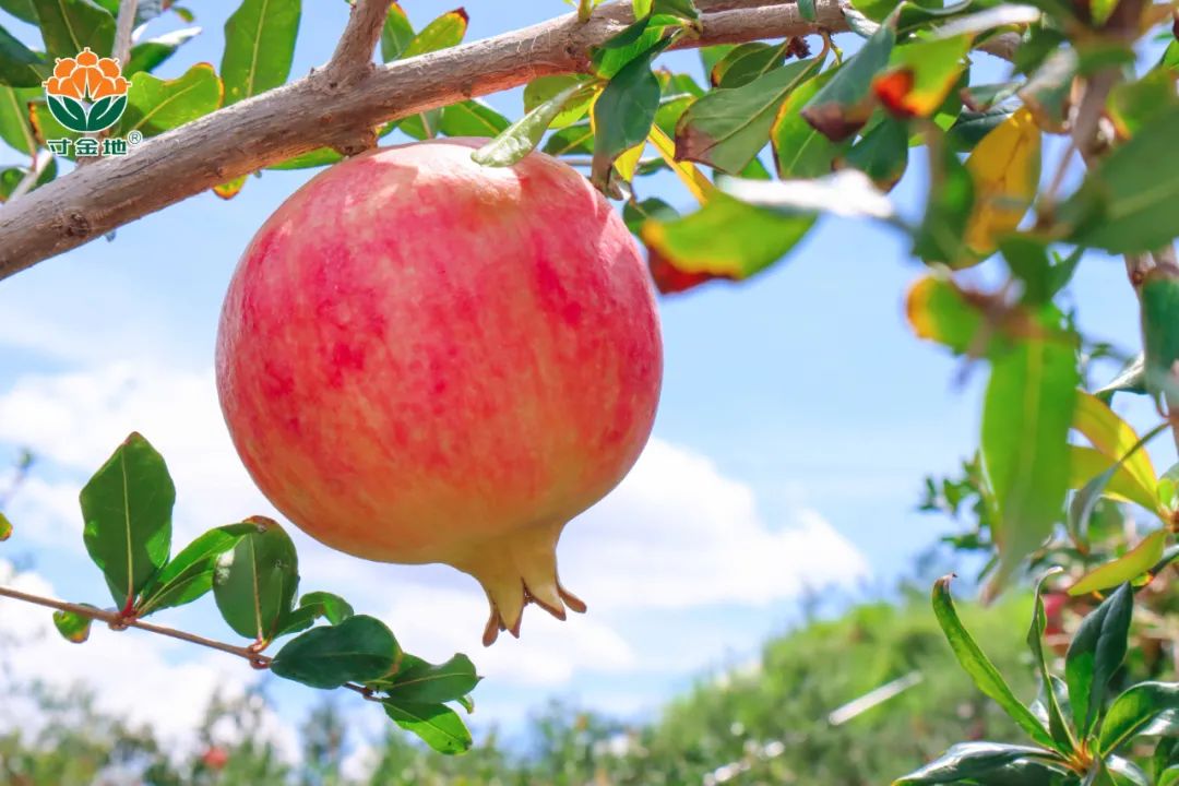 1630041729147276.jpg ia_100000716.jpg