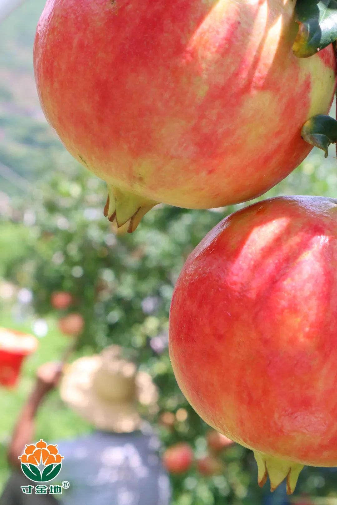 1630041737782020.jpg ia_100000727.jpg