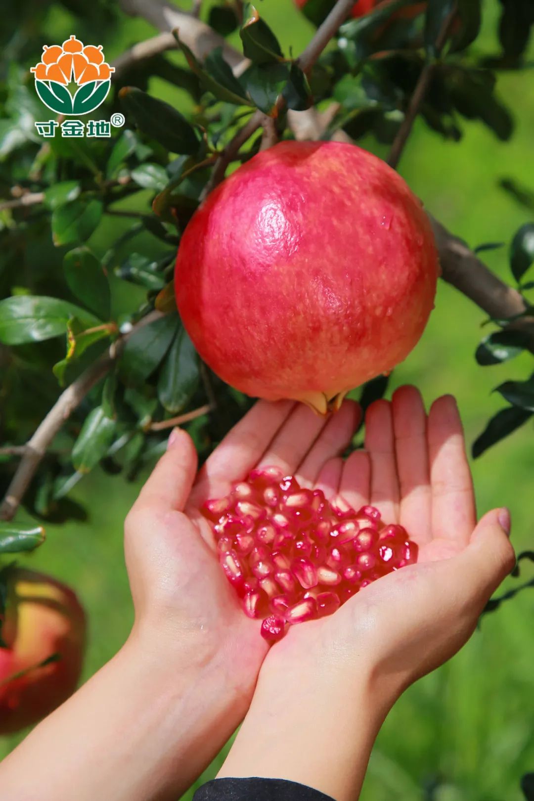 1630041897809550.jpg ia_100000731.jpg