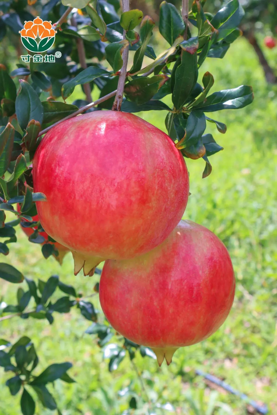 1630041906711421.jpg ia_100000747.jpg