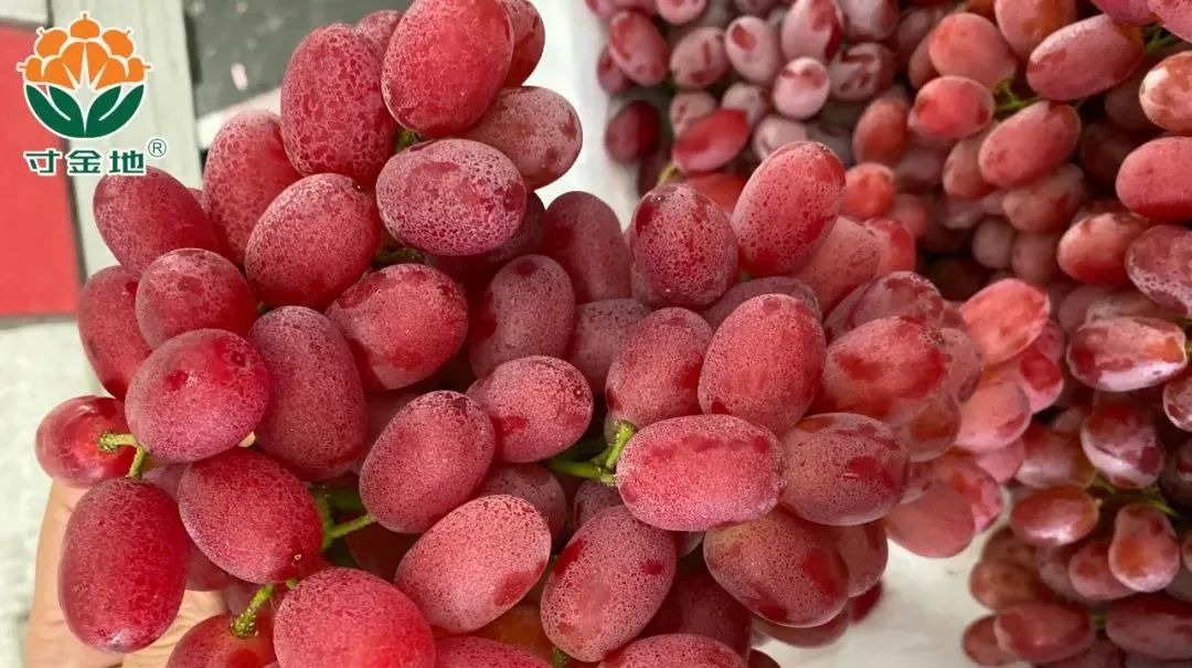 1630575059548684.jpg ia_400000009.jpg