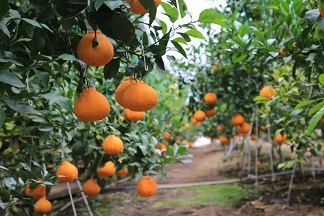 1634275263265385.jpg ia_100001277.jpg