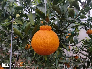 1634275269440282.jpg ia_100001279.jpg