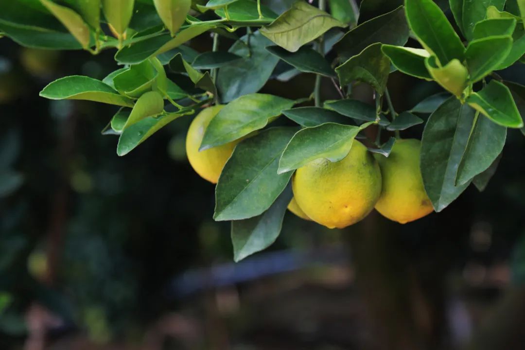 1634792222317055.jpg ia_300000478.jpg