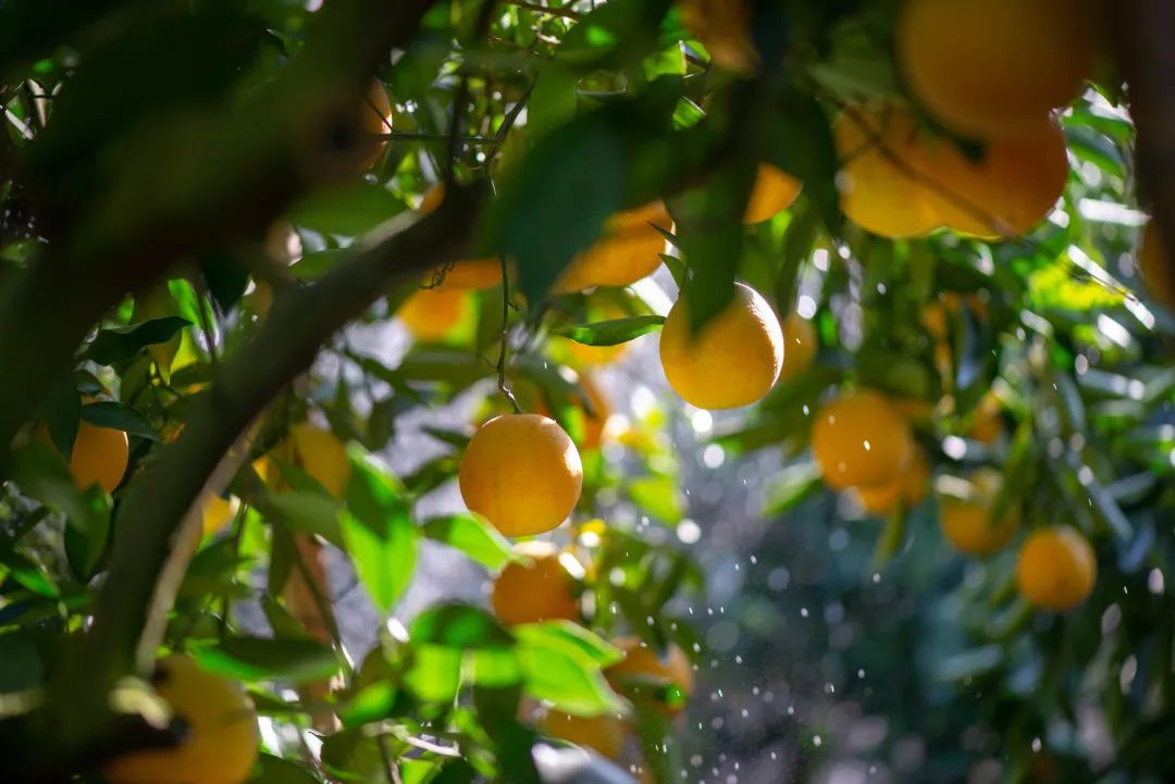 1635237563700414.jpg ia_1300000528.jpg