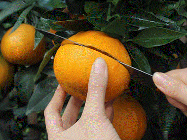 1635388986101051.gif ia_300001006.gif