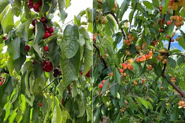 1635485987863729.jpg ia_900000003.jpg