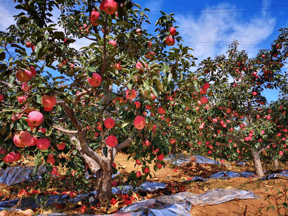 1661140212689378.gif 10002.gif