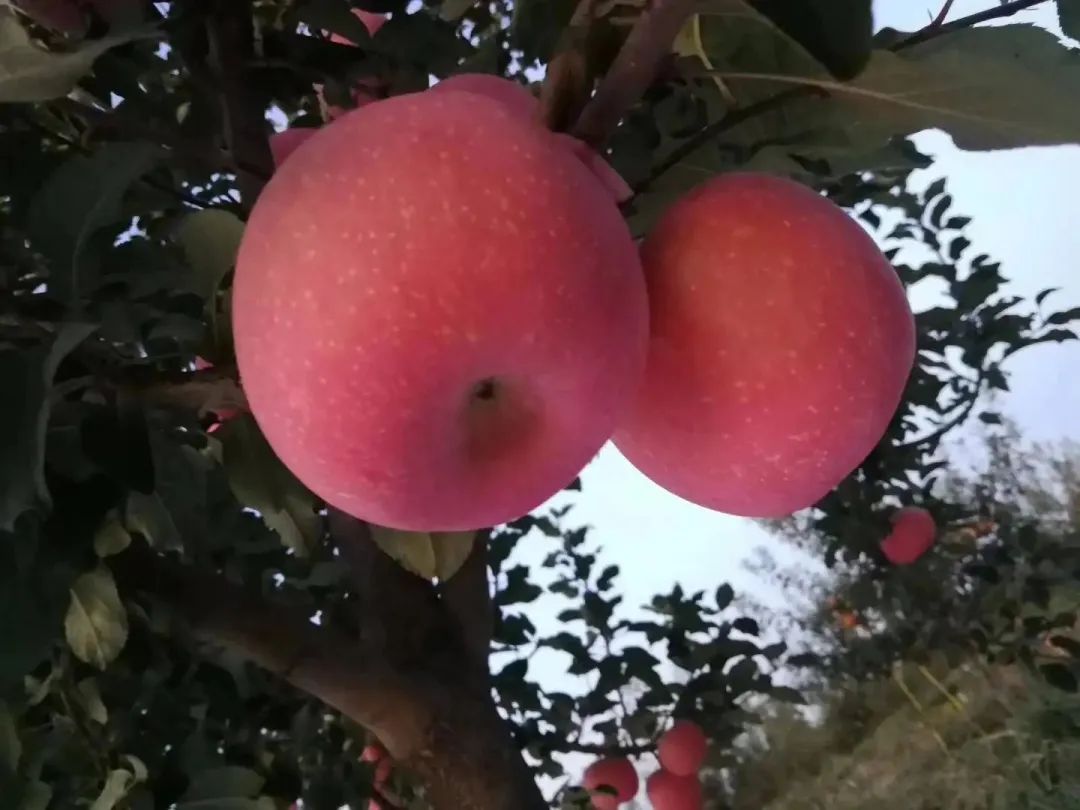 1661140314653251.jpg 10009.jpg