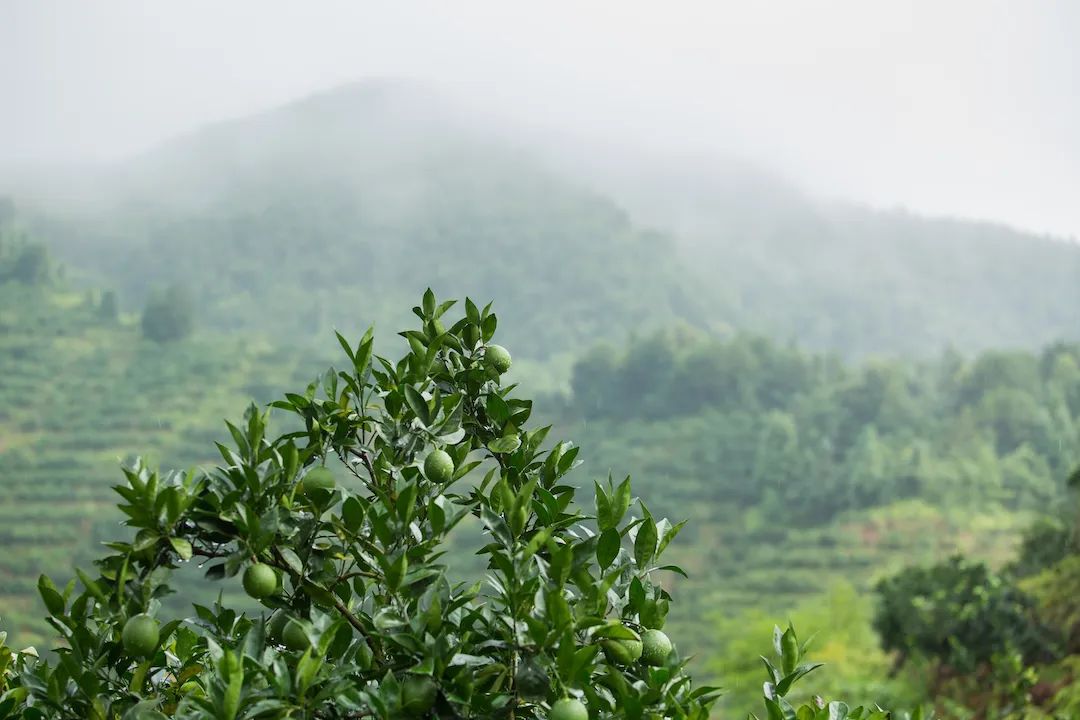 1661997260921058.jpg 10005.jpg