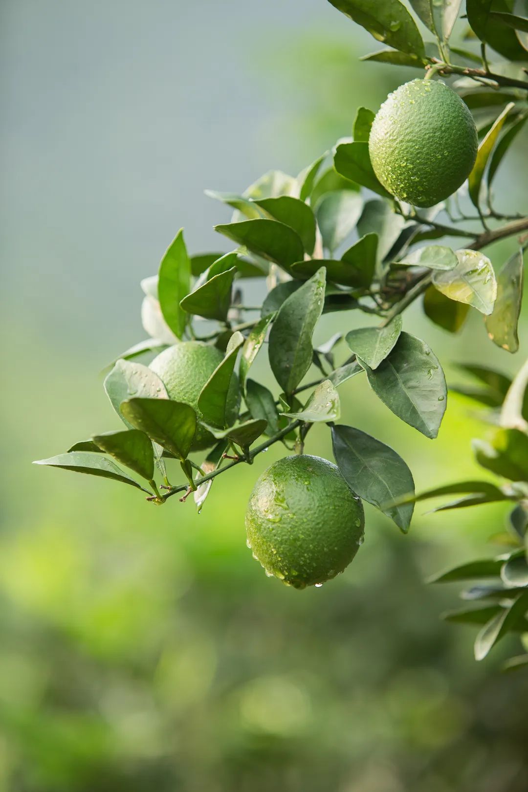 1661997306724244.jpg 10011.jpg