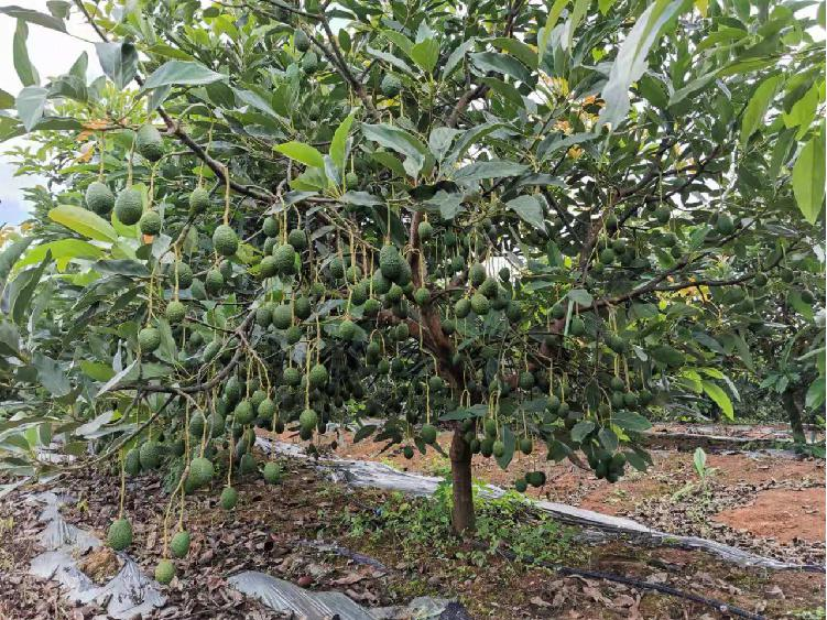 1663296508471964.png 10001.png