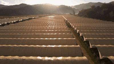 1691372614996055.gif 10018.gif