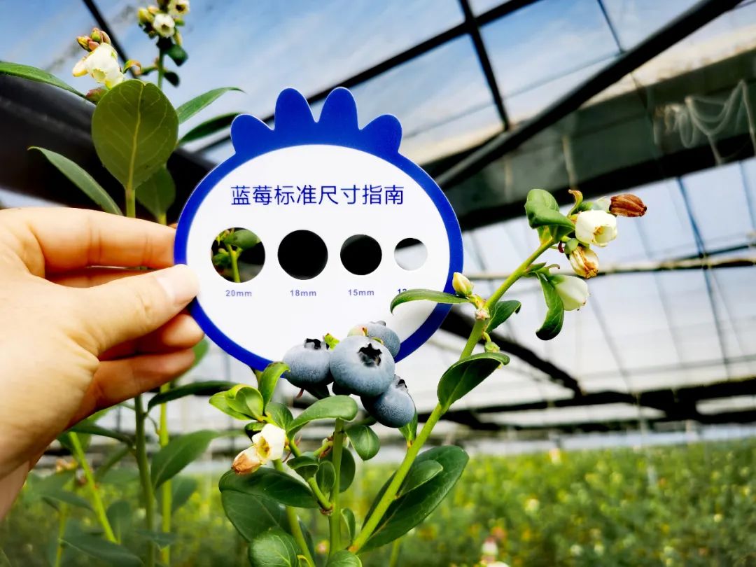 1692149746160663.jpg 10005.jpg