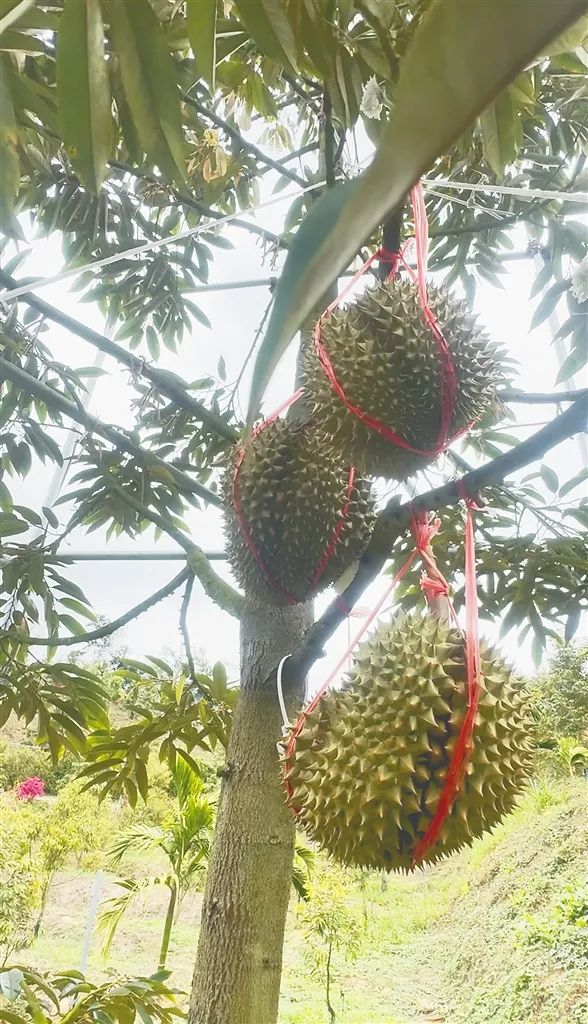 1742521124266975.jpg 640 (2).jpg