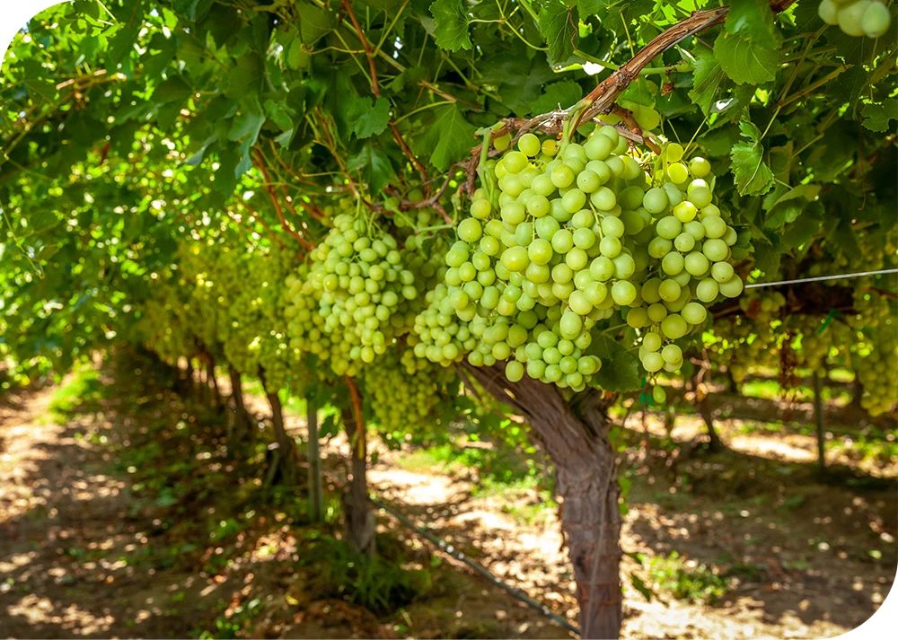 1752461328546874.jpg 微信图片_20250714104358.jpg